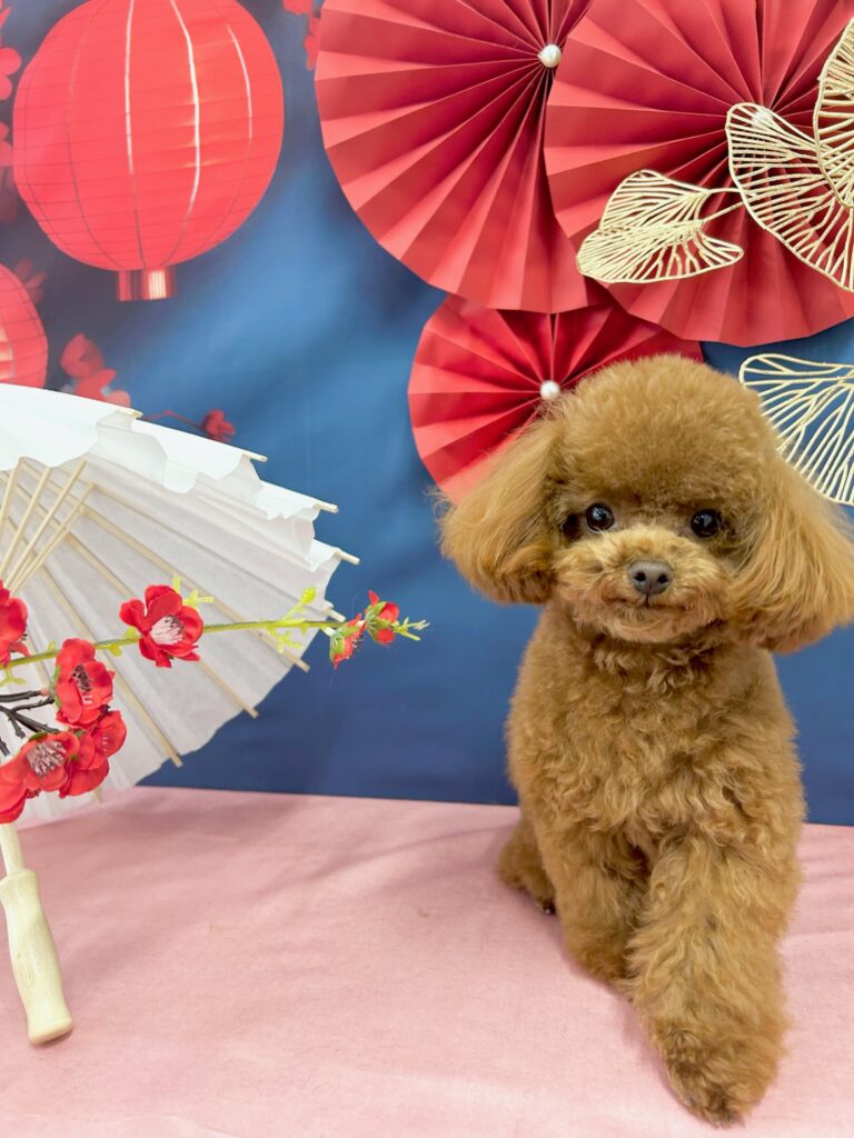 シャンプーコース