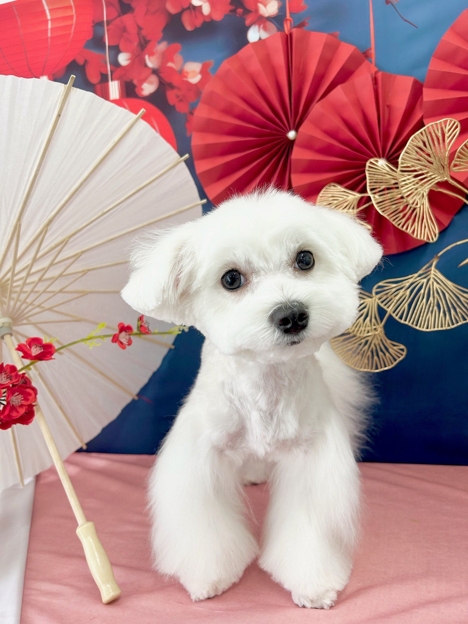 おもちちゃん