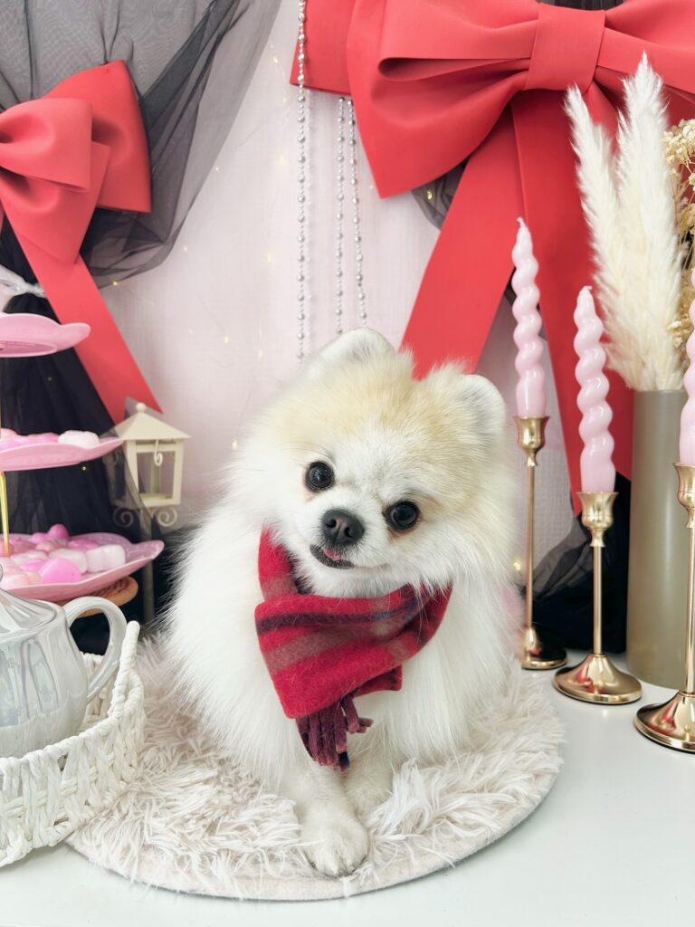 シャンプーコース