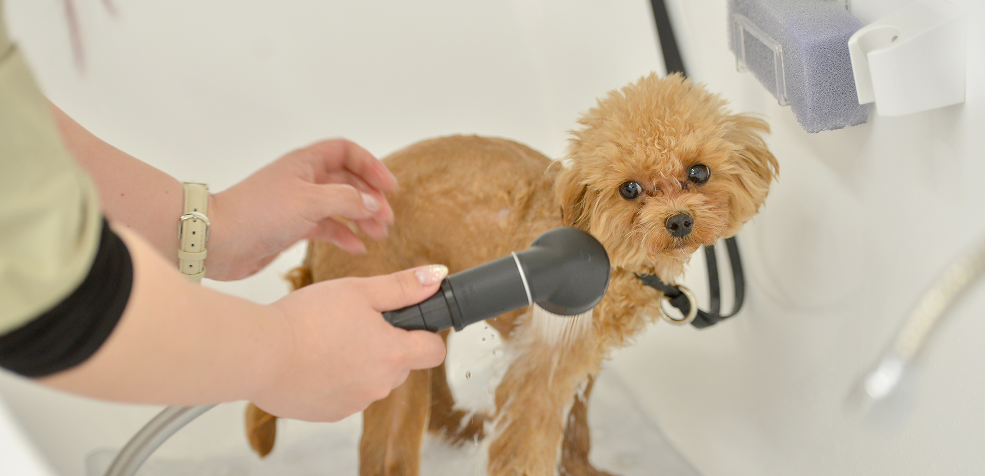 Dog Style Growth