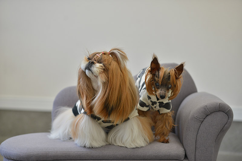 看板犬 こまち&かんな